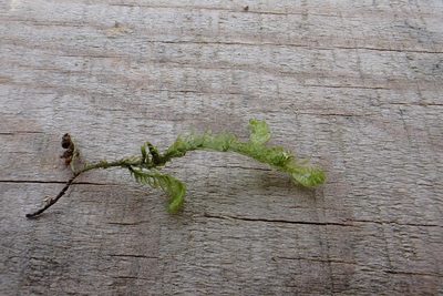 Rhystophyllum crispum, photographed by Jan Sheppard