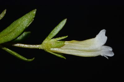 Gratiola quartermaniae, photographed by Brian Finzel