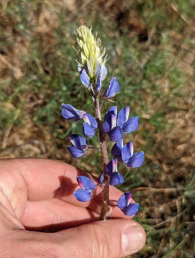 Lupinus benthamii, photographed by Justin