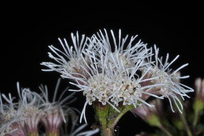 Kaunia saltensis, photographed by aacocucci