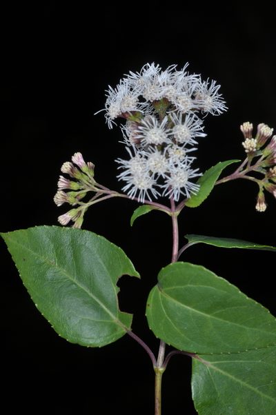 Kaunia saltensis, photographed by aacocucci