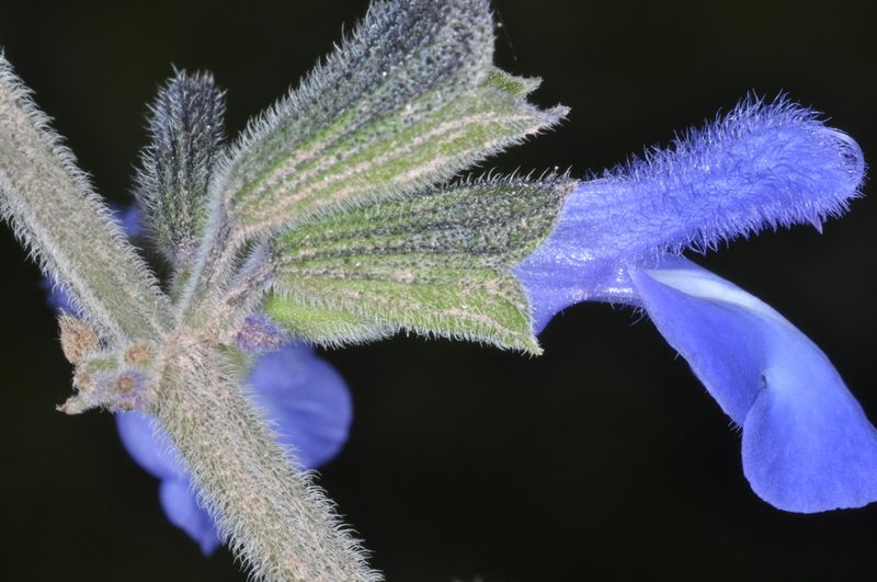 Salvia stachydifolia, photographed by aacocucci