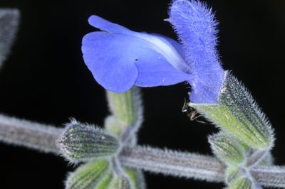 Salvia stachydifolia, photographed by aacocucci