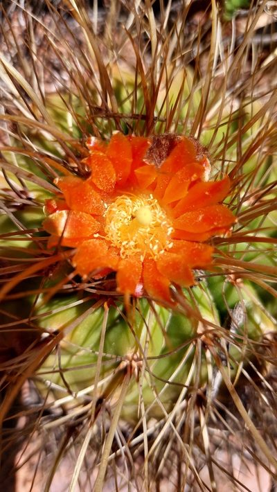 Parodia maassii, photographed by Tomás Tamagno