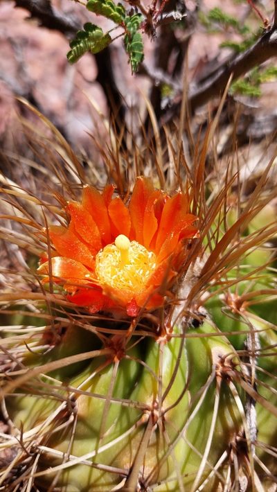 Parodia maassii, photographed by Tomás Tamagno