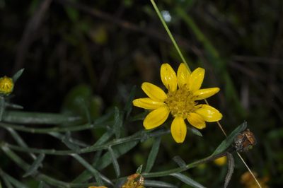 Gutierrezia mandonii, photographed by aacocucci