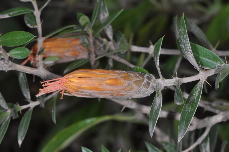 Chuquiraga longiflora, photographed by aacocucci