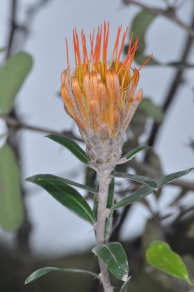 Chuquiraga longiflora, photographed by aacocucci