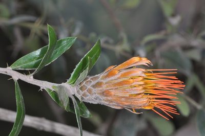 Chuquiraga longiflora, photographed by aacocucci