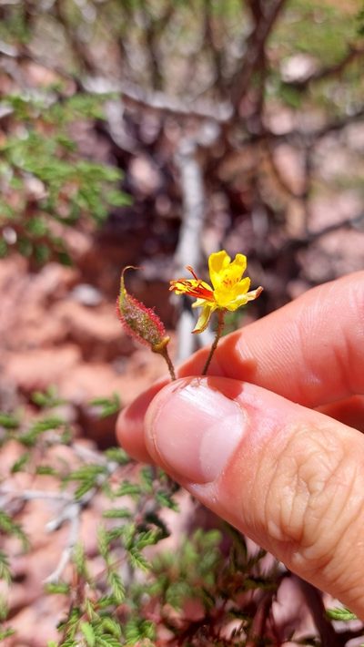 Arquita trichocarpa, photographed by Tomás Tamagno