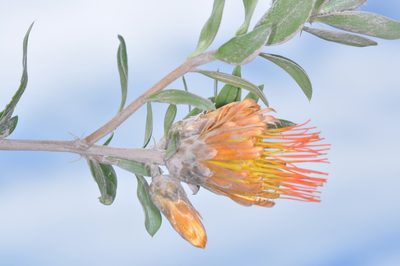 Chuquiraga longiflora, photographed by aacocucci
