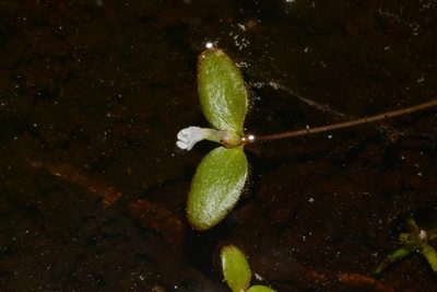 Gratiola amphiantha, photographed by Brian Finzel