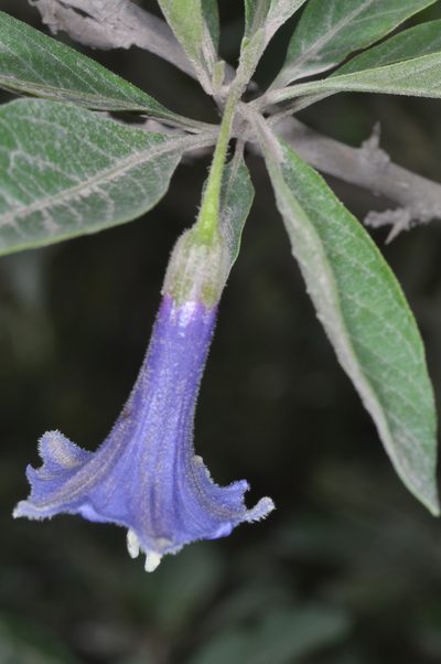 Eriolarynx australis, photographed by aacocucci