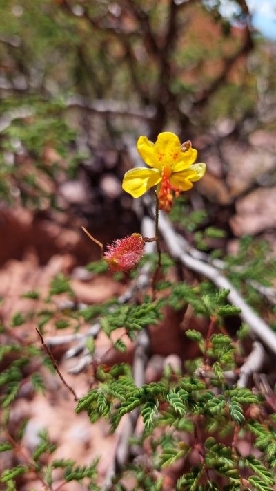 Arquita trichocarpa, photographed by Tomás Tamagno
