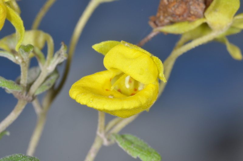 Calceolaria polyclada, photographed by aacocucci