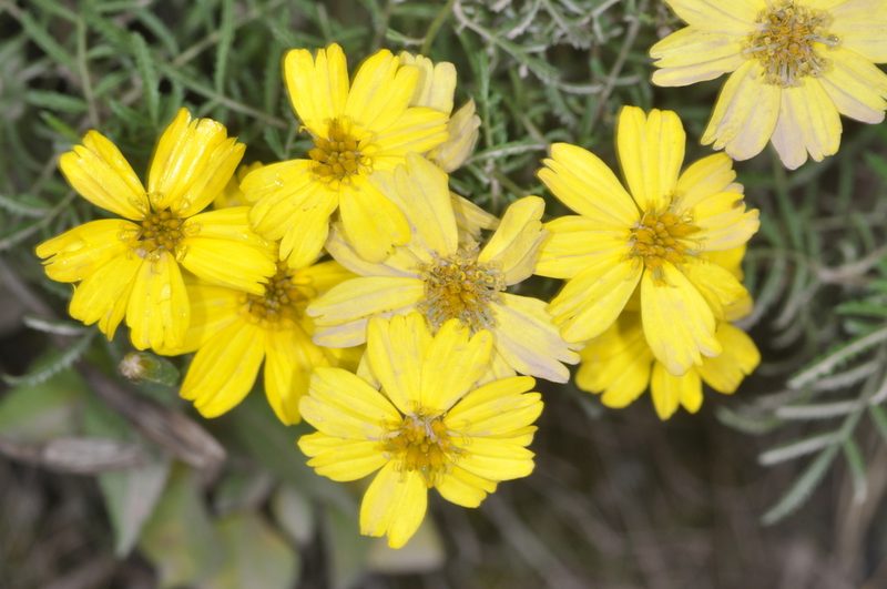 Tagetes campanulata, photographed by aacocucci