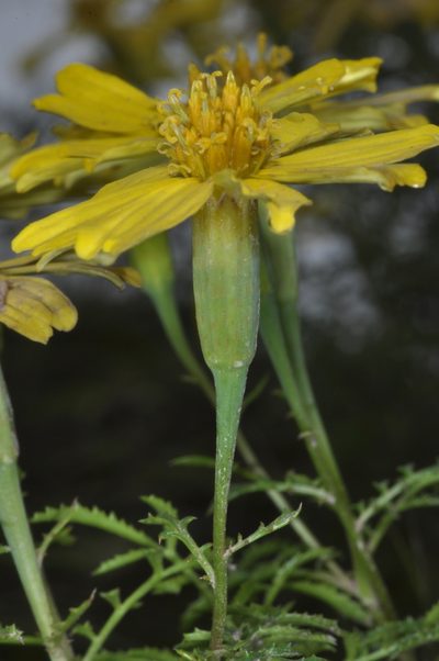 Tagetes campanulata, photographed by aacocucci