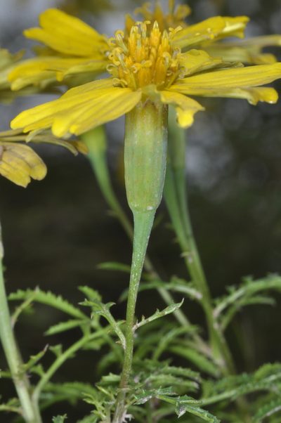 Tagetes campanulata, photographed by aacocucci