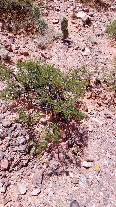 Arquita trichocarpa, photographed by Tomás Tamagno