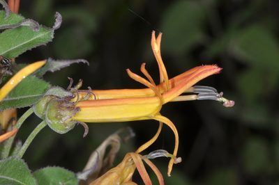 Siphocampylus nemoralis, photographed by aacocucci