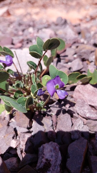 Poissonia heterantha, photographed by Tomás Tamagno