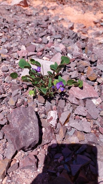 Poissonia heterantha, photographed by Tomás Tamagno