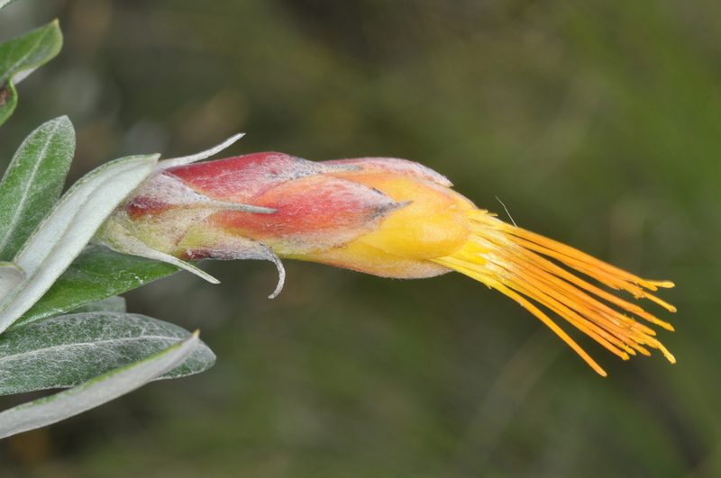 Mutisia kurtzii, photographed by aacocucci