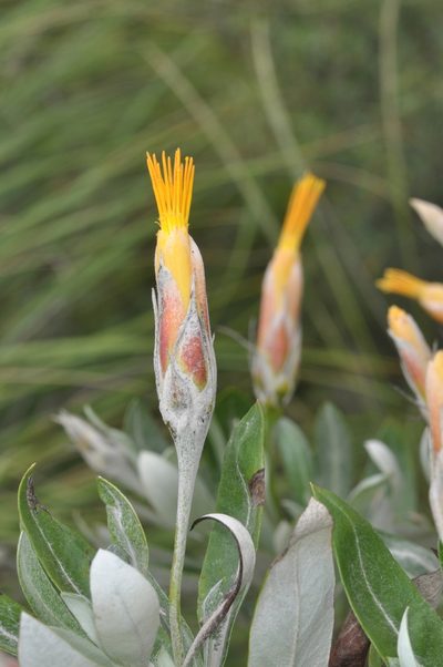 Mutisia kurtzii, photographed by aacocucci