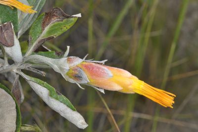Mutisia kurtzii, photographed by aacocucci