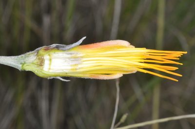 Mutisia kurtzii, photographed by aacocucci