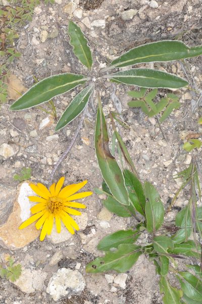 Trichocline reptans, photographed by aacocucci