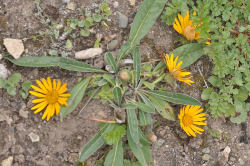 Trichocline reptans, photographed by aacocucci