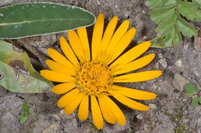 Trichocline reptans, photographed by aacocucci