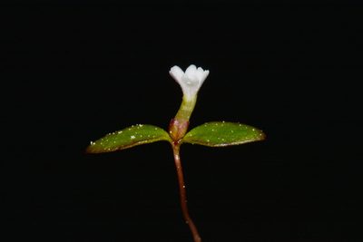 Gratiola amphiantha, photographed by Brian Finzel