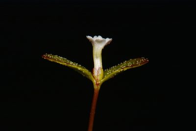 Gratiola amphiantha, photographed by Brian Finzel
