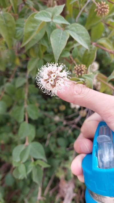 Pisoniella arborescens, photographed by Tomás Tamagno