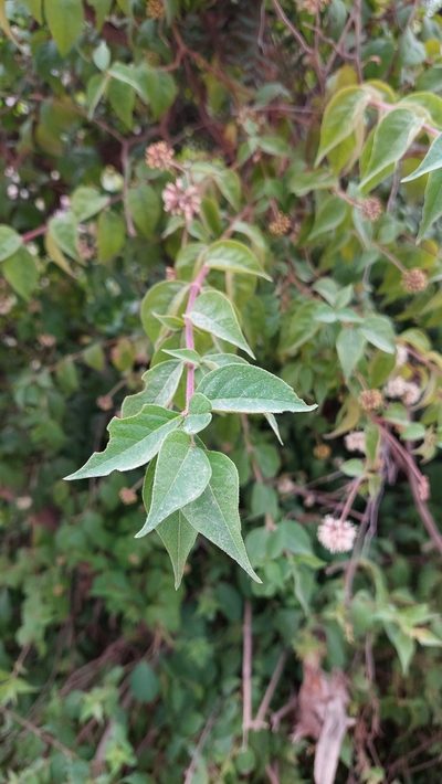 Pisoniella arborescens, photographed by Tomás Tamagno
