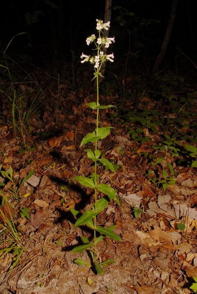 Penstemon kralii, photographed by Brian Finzel