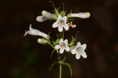 Penstemon kralii, photographed by Brian Finzel