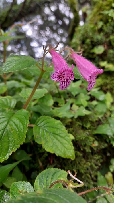 Seemannia gymnostoma, photographed by Tomás Tamagno