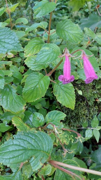 Seemannia gymnostoma, photographed by Tomás Tamagno