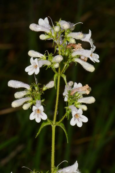 Penstemon kralii, photographed by Brian Finzel