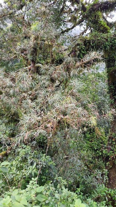 Podocarpus parlatorei, photographed by Tomás Tamagno