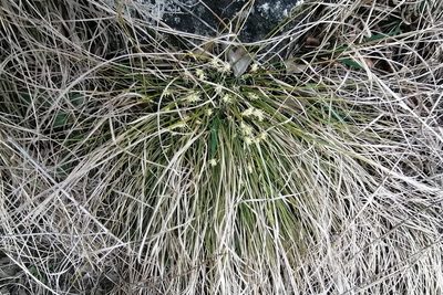 Carex humilis, photographed by Petr Harant