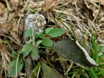 Antennaria plantaginifolia, photographed by Michael J. Papay