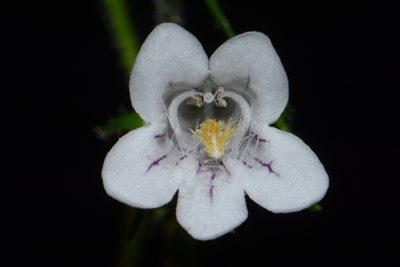 Penstemon kralii, photographed by Brian Finzel