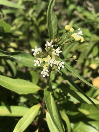 Asclepias nivea, photographed by Bryan Connolly