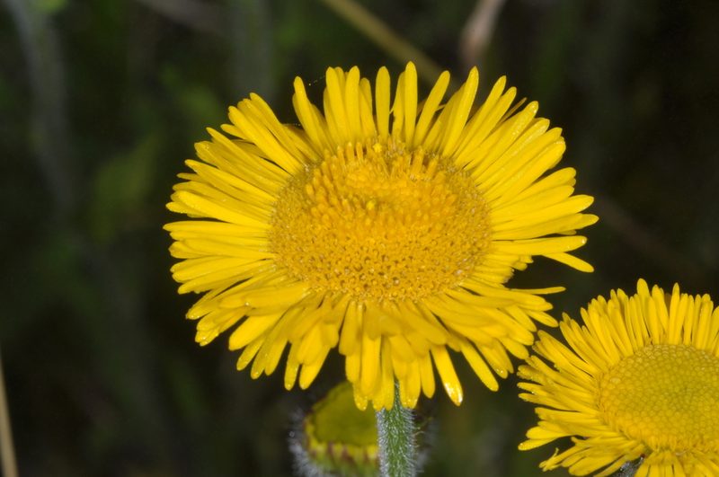 Hysterionica jasionoides, photographed by aacocucci