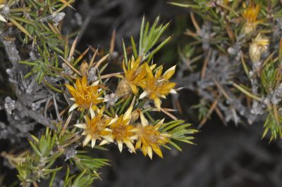 Chuquiraga erinacea, photographed by aacocucci
