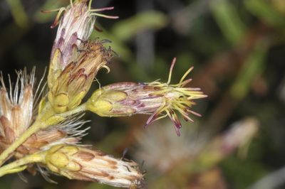 Austrobrickellia patens, photographed by aacocucci